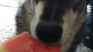 Dog Tries Watermelon and Loves It