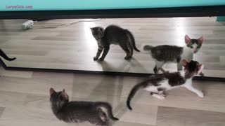 Kittens See Themselves In The Mirror For The First Time