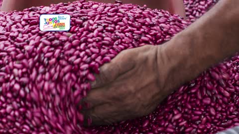 Nicaragua - bono de semilla de frijól