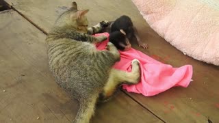 cat vs monkey , Monkey play with cat Nature Monk