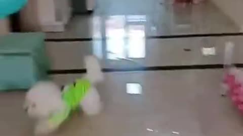 talented puppy