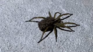 Wolf Spider with Brood on her Back