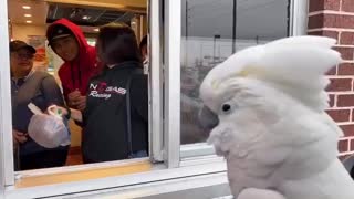 Crazy Cockatoo Screams And Dances For Drive-Thru Employees