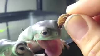 Meal Misses Mouth at Feeding Time