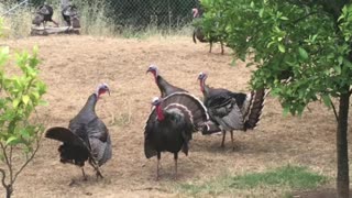 Wild turkey fight