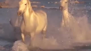 White horses