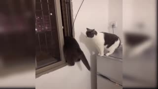 The funniest cats ever!!!