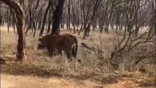 tigers fight, impressive